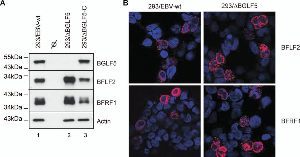 VOL. 83, 2009 EBV BGLF5 AND VIRUS MATURATION 4959 FIG. 5. Expression of BFLF2/BFRF1 nuclear proteins in BGLF5 cells.