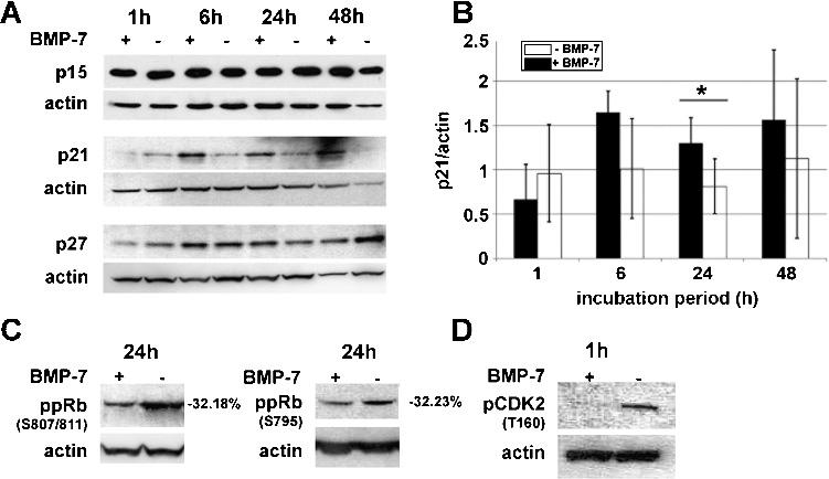 Neoplasia Vol. 13, No. 3, 2011 Monitoring Anti-Proliferative Effects of BMP-7 Klose et al. 283 Figure 5. Immunoblot analysis of Cdk inhibitors.