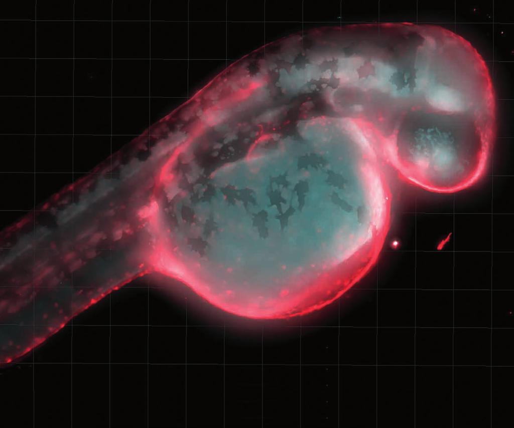c. 2013 above: This zebra fish embryo has been engineered to light up as it undergoes specific biological processes the researchers want to observe.