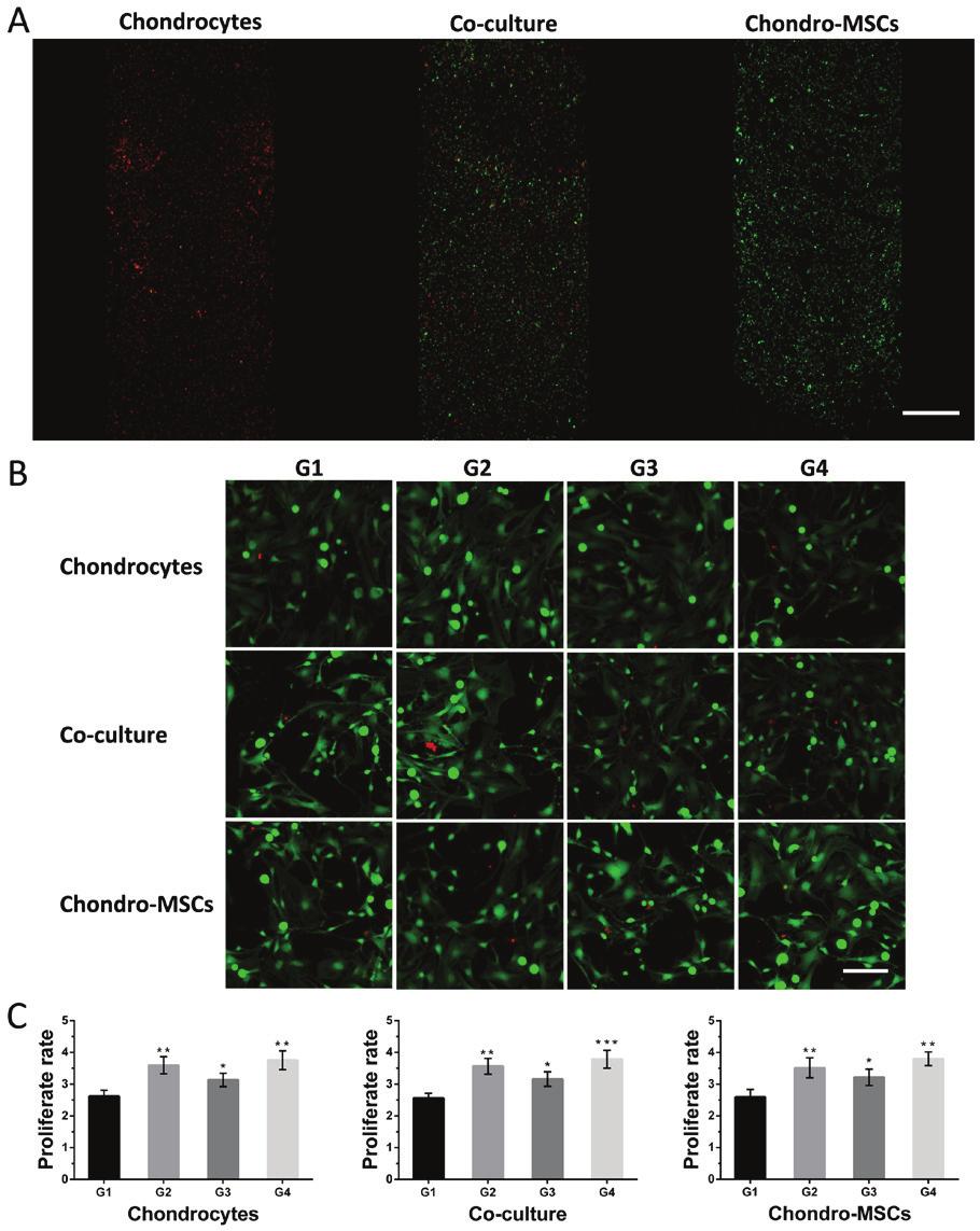 2282 BAO et al: STIMULATION OF CHONDROCYTES ON A MICROFLUIDIC DEVICE Figure 4. Evaluation of the viability and proliferation of chondrocytes and chondroinduced MSCs under different conditions.