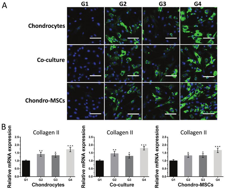 MOLECULAR MEDICINE REPORTS 17: 2277-2288, 2018 2285 Figure 7. The phenotypic variations of chondrocytes and chondrogenically differentiate MSCs in response to different conditions.