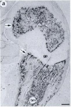 c, darkfield illumination of a parallel section of a showing collagen type x expression in the zone of hypertrophic cartilage in the growth plate. Arrows, corresponding regions of the sections.