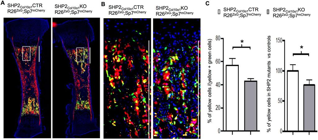 www.nature.com/scientificreports/ Figure 4. SHP2 deletion in COL10α1-expressing chondrocytes arrests their osteogenic differentiation.