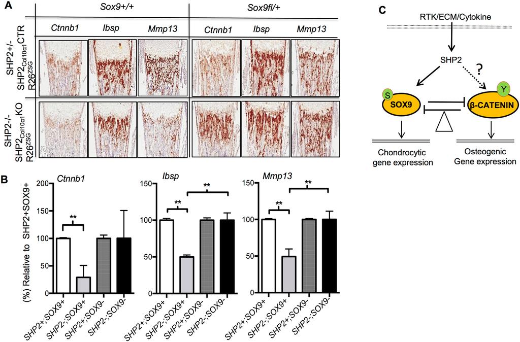 www.nature.com/scientificreports/ Figure 7. Haploinsufficiency of Sox9 in SHP2 deficient hypertrophic chondrocytes restores osteogenic marker gene expression. (A) Representative images of P1.