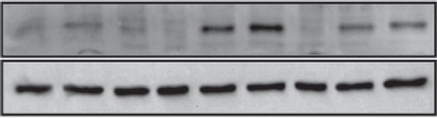 site (pi-elf3-mut) compared to the activation of the wild-type ELF3 promoter sequence (pelf3) (Fig. 5).