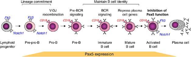Normal B cell Development Normally, plasma cells
