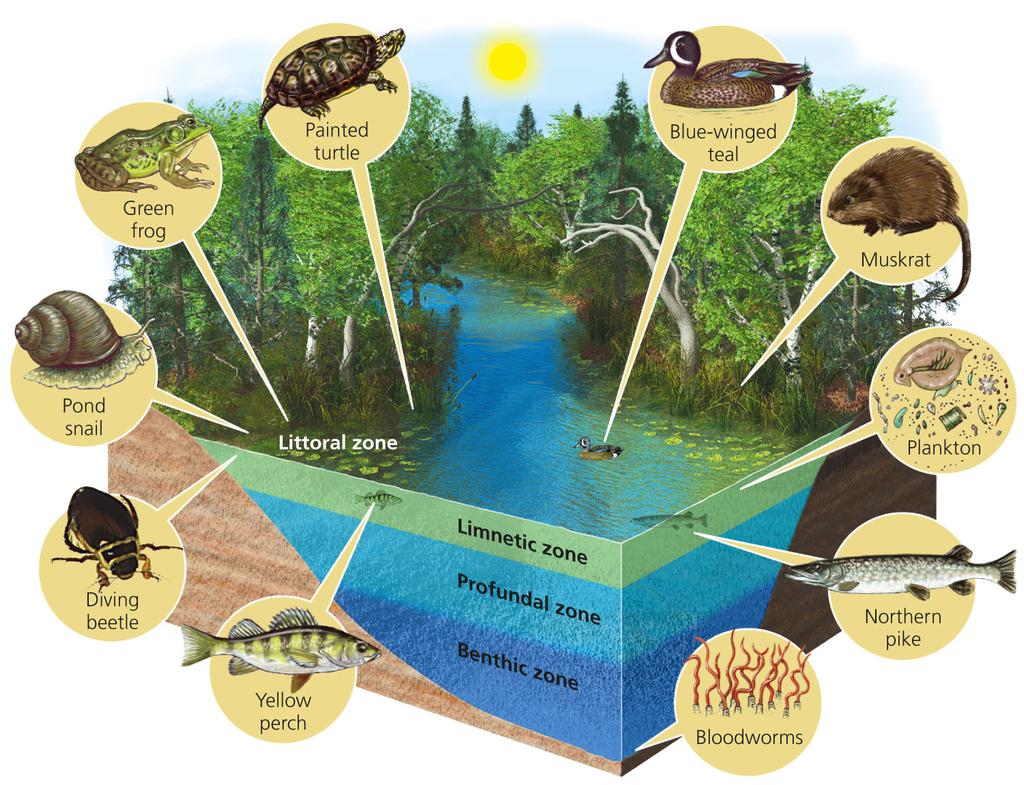 Figure 8.16: This diagram illustrates the distinct zones of life in a fairly deep temperatezone lake. e. Oligotrophic lakes have small supplies of plant nutrients. f. Eutrophic lakes have large nutrient supplies.