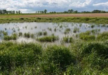process to avoid wetland loss, minimize impacts and, as a last resort, compensate for the loss of wetland benefits.