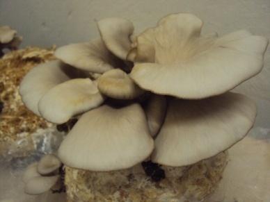 3 Substrates Mushroom cultivation is different from conventional agriculture in one major point.