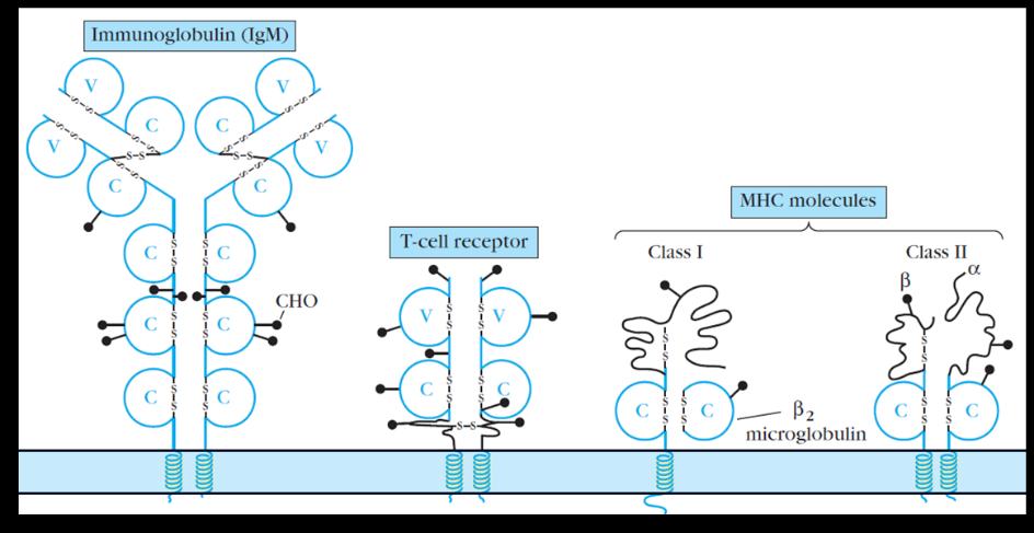While B and T cells carry receptors that are similar from the functional point of view, in that they both bind antigen, these receptors recognize epitopes in fundamentally different ways.