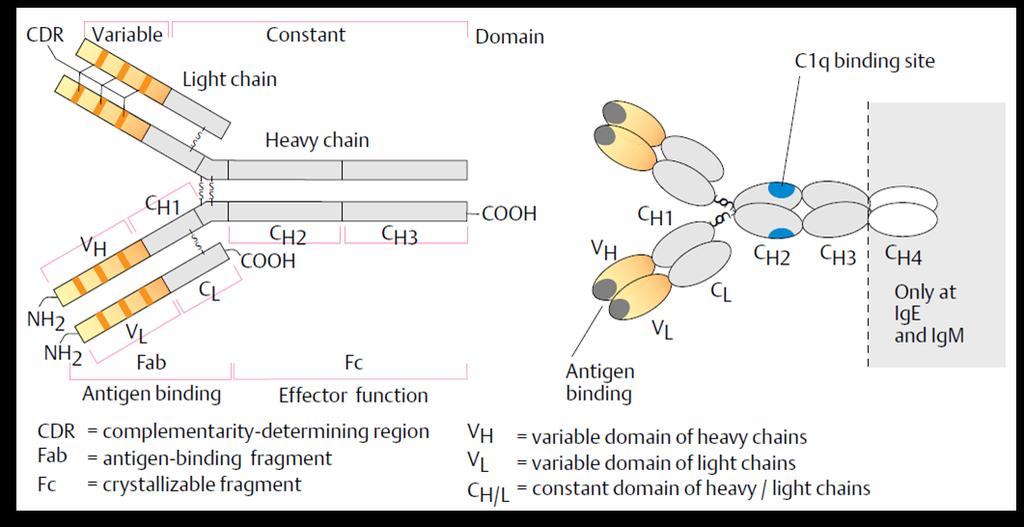 The Ab domains follow each other along the length of individual heavy and light chains.