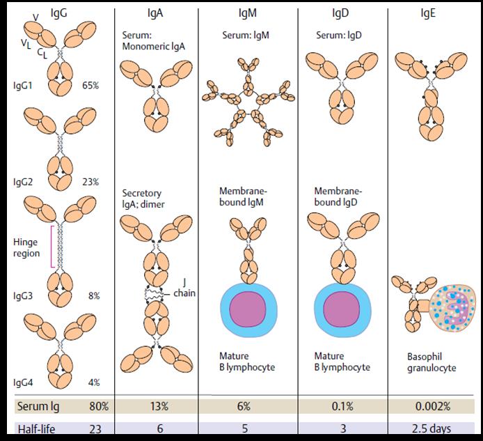 ANTIGENS AND ITS INTERACTION WITH ABS AND B CELLS B cells provide Ag receptors that can recognize soluble or cell-bound