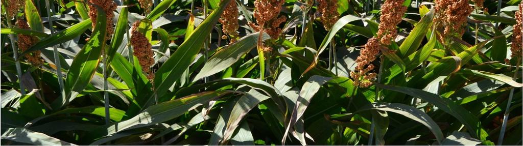 Sorghum is in the subfamily Panicoideae and the tribe Andropogoneae (the tribe of big bluestem and sugarcane).