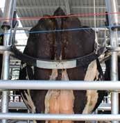 bail design for cow comfort Orbit platforms are designed to integrate seamlessly with Waikato Milking Systems dairy automation technology.