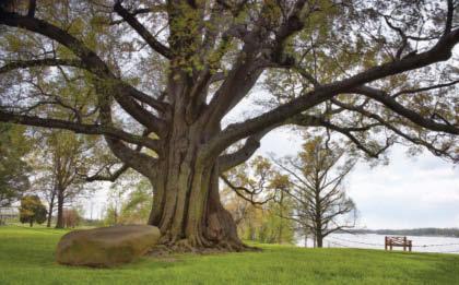 There are many large oak trees. It is hard to say which tree is the tallest.