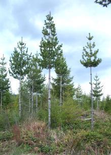 Thin to -- Clearcut (gaps) -- No harvest (skips) Planted 33 of Douglas-fir, w.