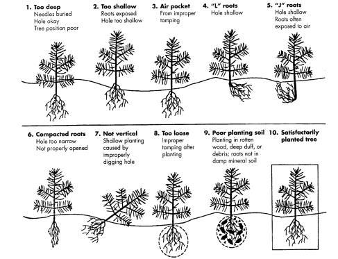 Site class assigns growth potential to general categories How to plant Douglas-fir, 50-year old trees