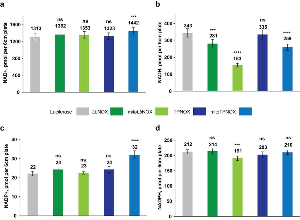 Supplementary Figure 6. Measurements of nucleotide concentrations in different cell lines expressing Luciferase, LbNOX, mitolbnox, TPNOX and mitotpnox.
