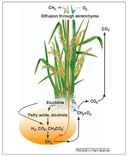 aerenchyma of the plant Options for mitigation : Rice cultivar with low