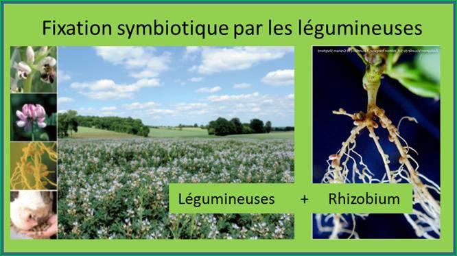 Legumes, by symbiosis with nitrogen-fixing bacteria (eg Rhizobium), are able to convert N2 into reactive nitrogen