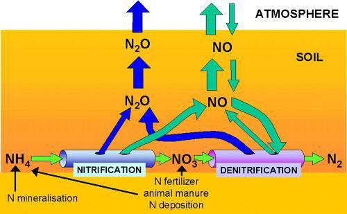 Use of N-fertilizer promotes N 2 O emission Process mainly Biological Aerobic, Autotroph Anaerobia, Heterotroph Emission are dependent on: - Amount of Nitrogen applications and formulation of