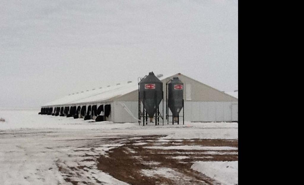 Study conducted during the winter at U of MN s WCROC in Morris Easier to add heat to barn (room) to