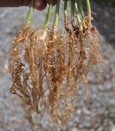 After 7 weeks, the plants were removed; the roots were washed free of soil, then examined and rated for root disease severity based on the severity of symptoms on the hypocotyls and roots using a