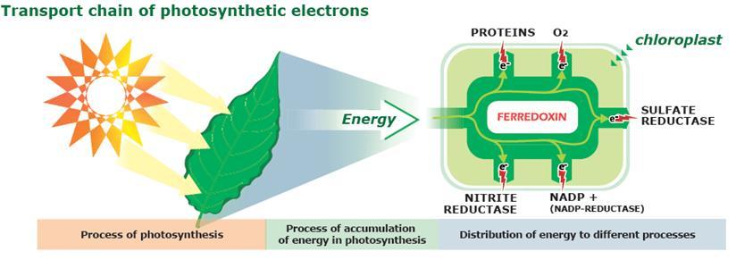 2. Mode of action: Focus on Ferrodoxin role in chloroplasts: During photosynthesis, Ferrodoxin manages the