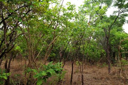LANDSCAPE TRANSFORMATION WeForest Project Report Zambia, Luanshya District November 2018 BIODIVERSITY CONSERVATION Trees funded: 1,885,430 Hectares directly restored: 1.