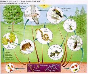 wastes. Feed at every trophic level and make up their own important food chains. Example earthworms or beetles Herbivores primary consumers that east plants.