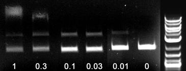 1x T4 ligase buffer (NEB) 50 mm Tris-HCl (ph 7.