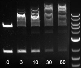 enzyme required to give 50% ligation of Hind III digested λ DNA in 30 minutes at 16 C in 20 μl at a 5 termini oncentration of 0.12 μm (300 μg/ml).