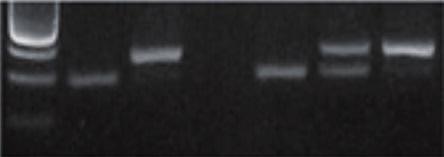 M 1 2 3 4 5 6 Possible PCR products of PCR Mycoplasma Test Kit II 270 bp 191 bp 1: negative