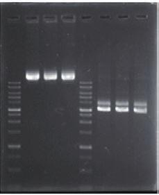 spectra of DNA- Dye NonTox nucleic acid gel stain bound to DNA.
