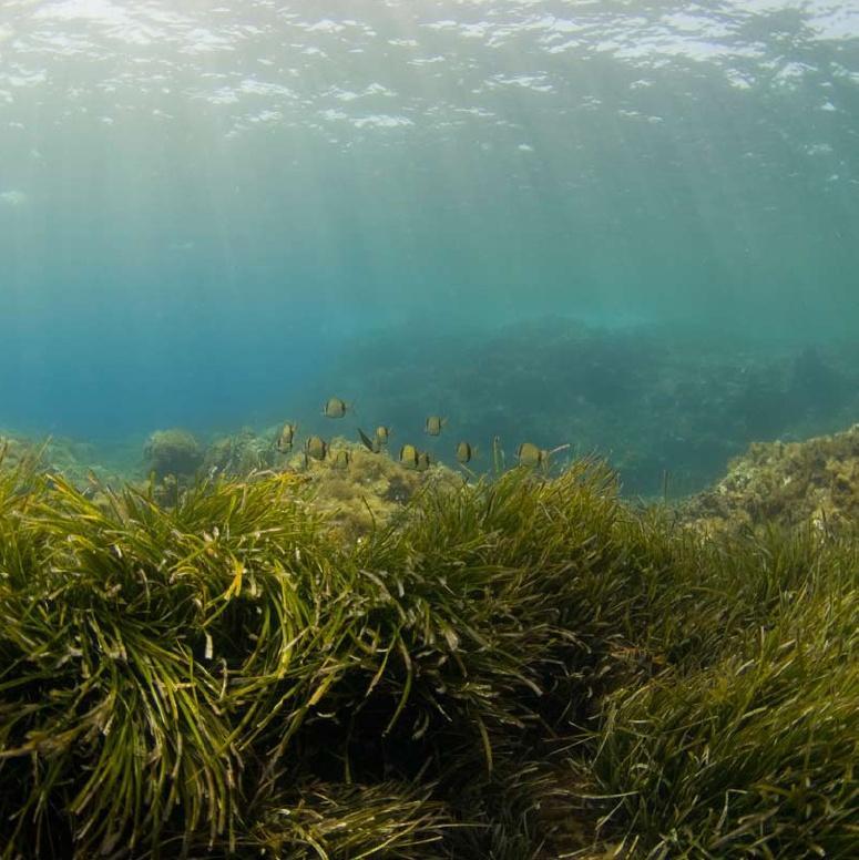 Mangroves Sea Grass