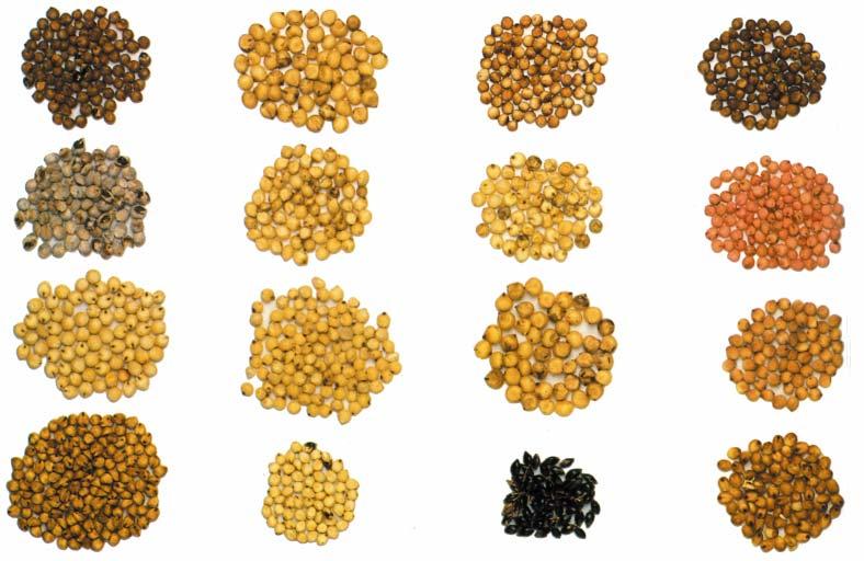 Integrated Sweet Sorghum Complexes Sweet Sorghum is an extraordinarily promising multifunctional crop for several reasons: It requires common soil even with high % of sand and it is also adapted to