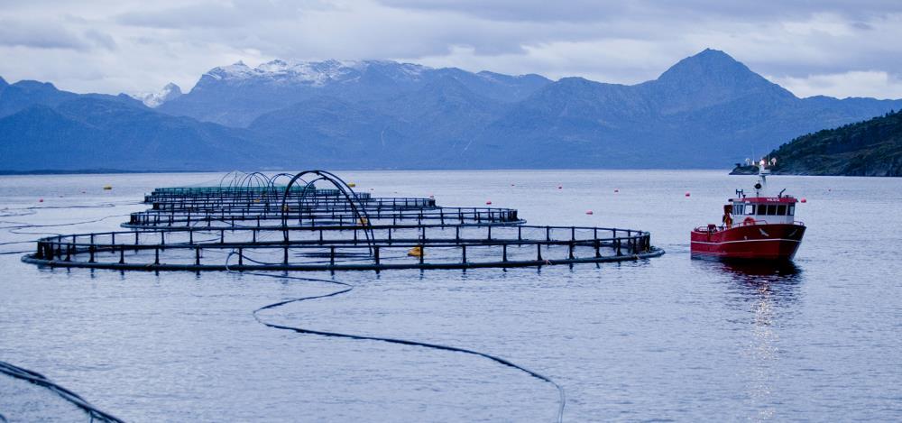 Cermaq - #3 salmon farming company in the world Cermaq is a dedicated global salmonid fish farmer Operations in Chile, Norway, and Canada Estimated sales volume