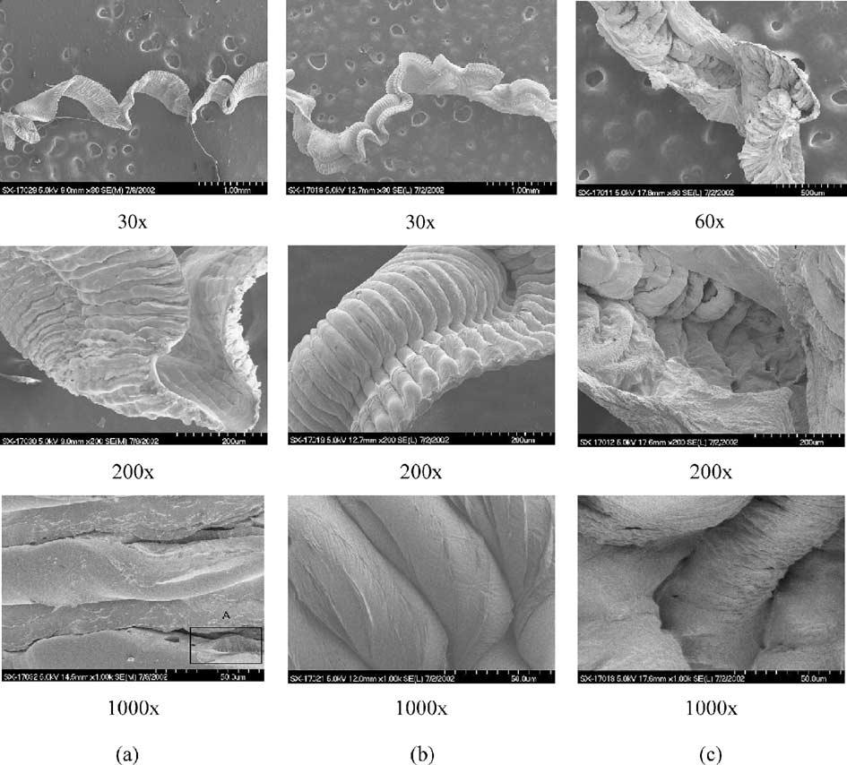 M. Bakkal et al. / Scripta Materialia 50 (2004) 583 588 585 Fig. 2. SEM micrographs of chips at the (relative) magnification scales indicated. Cutting speeds: (a) 0.38 m/s. (b) 0.76 m/s. (c) 1.52 m/s.