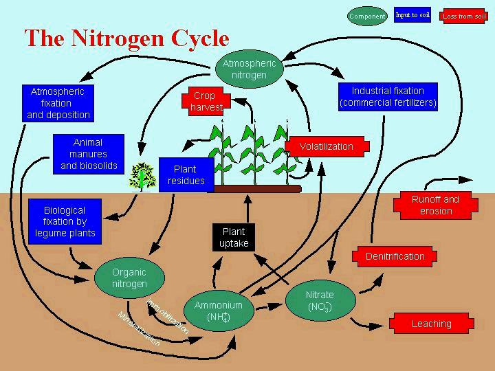 Nitrogen Nitrogen Fertilizer Considerations Ø The most difficult nutrient to manage, especially in conservation tillage