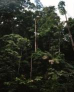 Forests in the UNFCCC