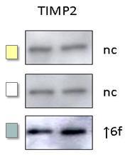 Figure 13. Results of the gene expression of TIMP-2 6 CONCLUSIONS 1.