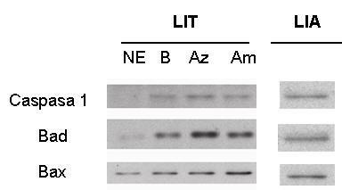 The intraocular lenses can take the expression of this gene to levels near those of white light. Figure 2. Expression of gene Bad in the retina of rabbits exposed to lighting for 2 years.