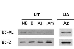 Regarding the antiapoptotic genes, our results show that there are no expression changes in Bcl-2 under any of the experimental scenaries, while the Bcl-XL