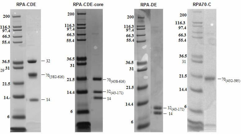 RPA-AB RPA-C (a) (b) (c) (d) (e) (f) Supplemental Figure S: SDS-PAGE stained with Coomassie Blue after protein purification.