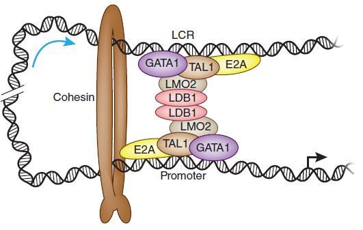 The role of erna in chromatin looping Introduction Enhancers are cis-acting DNA regulatory elements that activate transcription of target genes 1,2.