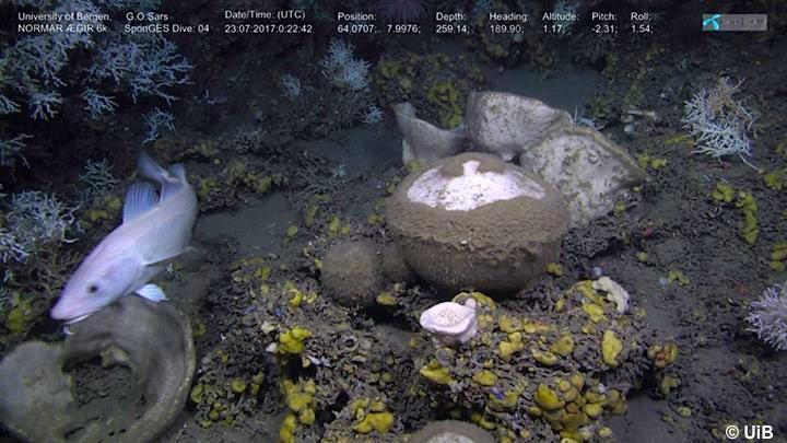 Societal Challenge 5 Projects NATURAL RESOURCES SponGES RIA - 10M 20 partners 48 months Sponges have been living in the oceans for half a billion years Nevertheless we know almost nothing of those