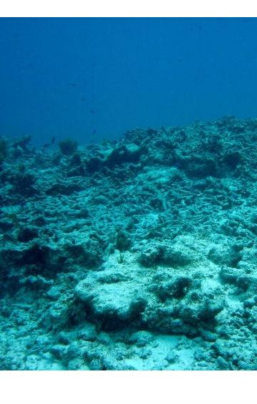 marine food chain Oceans 30% more acidifc already than