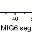 concentrations of MIG6 seg 1( (12.