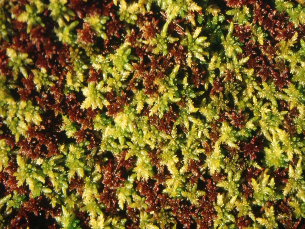 Paludiculture on bogs Cultivation of peat mosses (Sphagnum