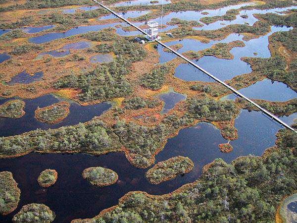 biomass Peatlands are important for